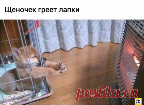 20 забавных мемов с собаками
