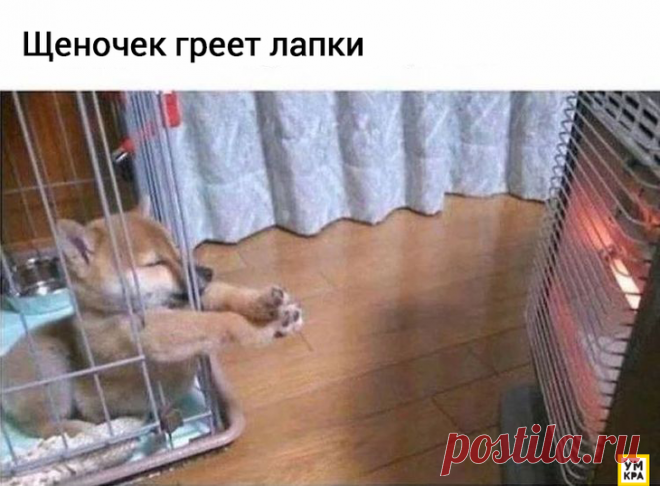 20 забавных мемов с собаками