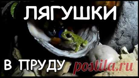 Мой дачный пруд. Где живут лягушки. Лягушки в пруду польза и вред? Польза жаб и лягушек для сада.
----------------
 Пруд на загородном участке – не только элемент ландшафтного дизайна, но и место для выращивания лягушек.
---------------
 У нас на участке есть пруд. Лягушек там десятки, мы уже так привыкли к их песням, что без них чего-то не хватает.
---------------
 Если кто знает, отличие между головастиками жаб и головастиками лягушек, напишите в комментариях. Заранее сп...