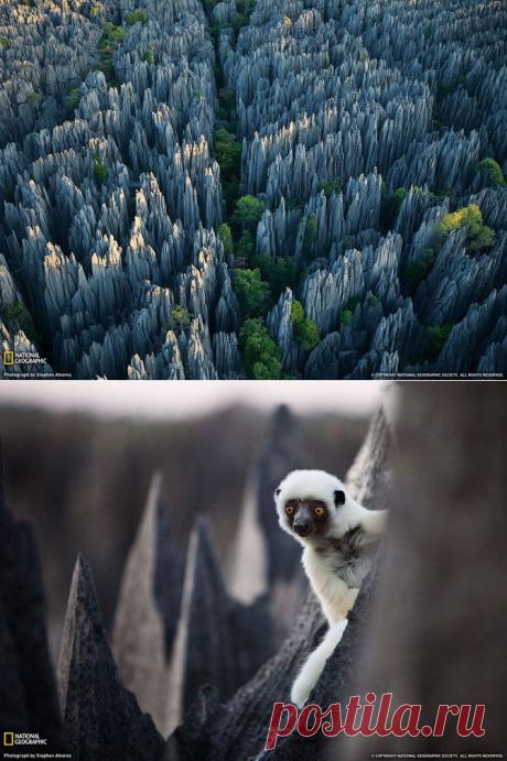 Д.В.Крадинов - «Каменный лес» на Мадагаскаре