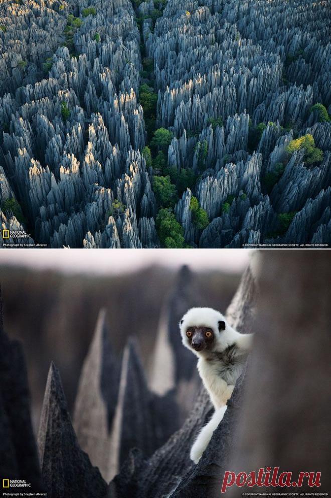 Д.В.Крадинов - «Каменный лес» на Мадагаскаре