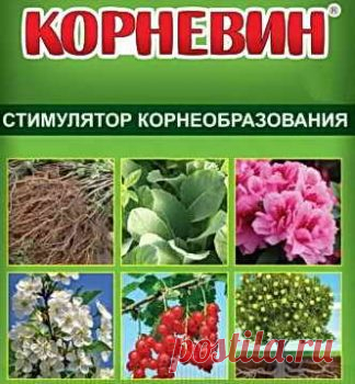 Как использовать Корневин и в чем отличие от Гетероауксина | Дача - впрок