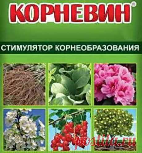 Как использовать Корневин и в чем отличие от Гетероауксина | Дача - впрок