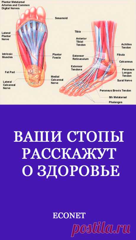 Ваши стопы расскажут о здоровье

Хотите узнать, какие заболевания и патологии скрывает ваш организм, – обратите внимание на собственные стопы. По линиям и расположению дефектов на ступнях китайские врачи могут безошибочно поставить диагноз, определить причины воспаления или хронической боли. Они уверены, что перенесенные нарушения и травмы оставляют отметины на коже ног, дают информацию о здоровье владельца.