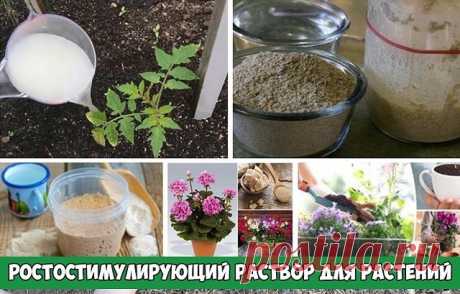 КАК СДЕЛАТЬ РОСТОСТИМУЛИРУЮЩИЙ РАСТВОР ДЛЯ РАСТЕНИЙ

Приготовить самим такой раствор очень просто!
Обыкновенные дрожжи выделяют для растений много полезных веществ, в том числе фитогормонов.
При проливе почвы дрожжевым экстрактом резко возрастает активность микроорганизмов, усиливается выделение углекислоты, происходит быстрая минерализация органики с выделением азота и фосфора.

Внесение 1%-ного дрожжевого настоя в почву эквивалентно внесению стандартной сезонной дозы пол...