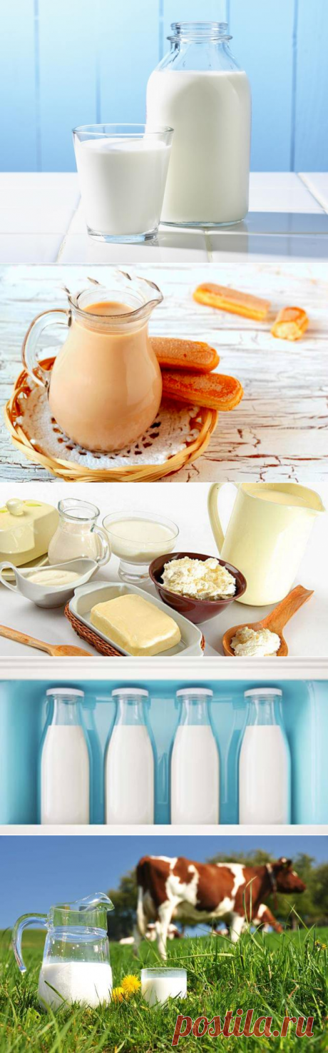 Правила хранения молочных продуктов — Делимся советами