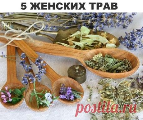 5  ТРАВ  О КОТОРЫХ ДОЛЖНА ЗНАТЬ КАЖДАЯ ЖЕНЩИНА
Календула. Используем цветы, листья. Оказывает бактерицидное, противовоспалительное, дизинфицирующее действие. Эффективно действует при эрозии шейки матки, молочнице. 30 г цветков календулы залить 200 мл кипятка, настоять 30 мин. Пить теплым по 1/3 стакана 2-3 раза в день.
Любисток лекарственный. Применяются все части полезного растения. Улучшает кровообращение, тонизирует, ускоряет появление менструации и снимает боль. 2 ст. ложки залить 1 ст. ки