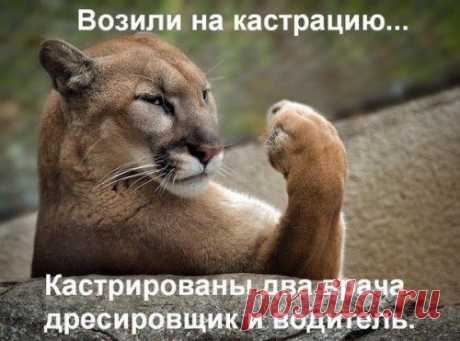 Позитив в картинках