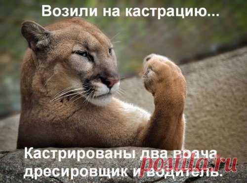 Позитив в картинках