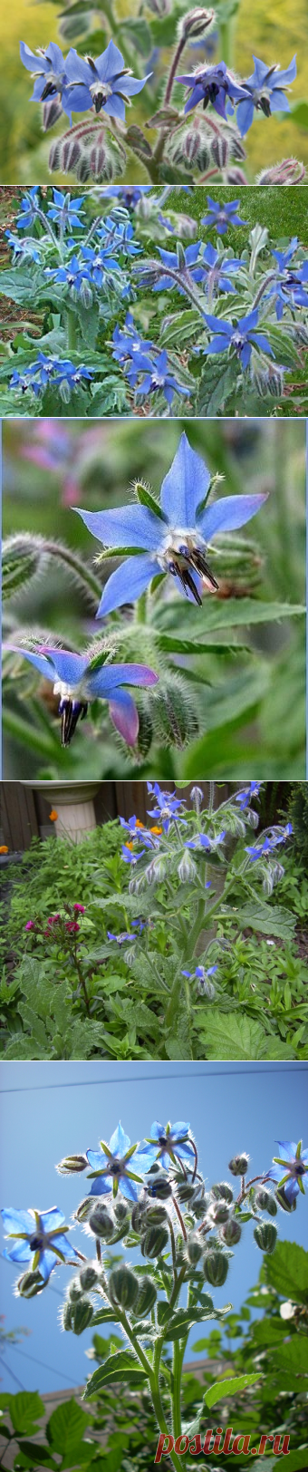 Бораго — огучная трава для здоровья — 6 соток