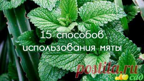 15 СПОСОБОВ ИСПОЛЬЗОВАНИЯ МЯТЫ