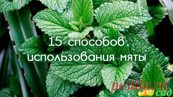 15 СПОСОБОВ ИСПОЛЬЗОВАНИЯ МЯТЫ