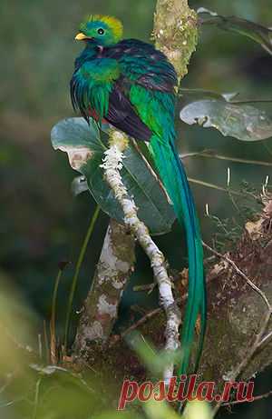 Resplendent Quetzal - Pharomachrus mocinno