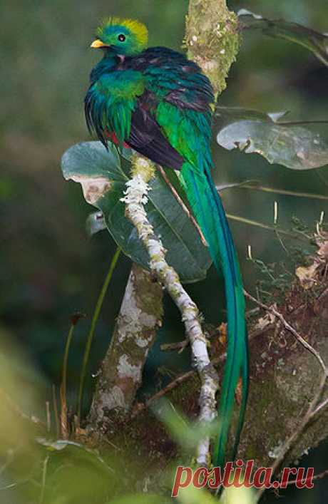 Resplendent Quetzal - Pharomachrus mocinno