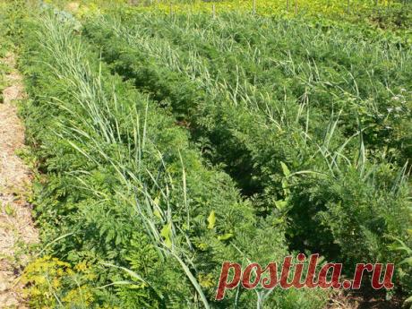 Компостные дорожки на огороде — 6 соток