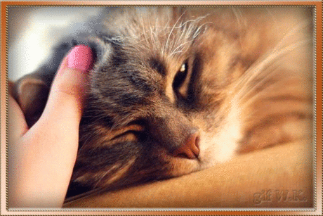 каждая кошка любит ласку..