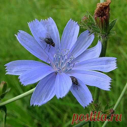 Кровь с молоком | Друг пенсионера
Хочу рассказать, как я вы­лечила внука от малокровия и упадка сил. Парню 18 лет, почти взрослый, но на самом деле ребенок ребенком. Уехал в прошлом году учиться в ин­ститут, и началось…