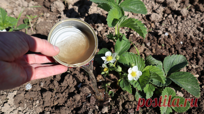 Подкормите этим клубнику во время цветения чтобы было пропасть ягоды. | Сад огород life | Дзен