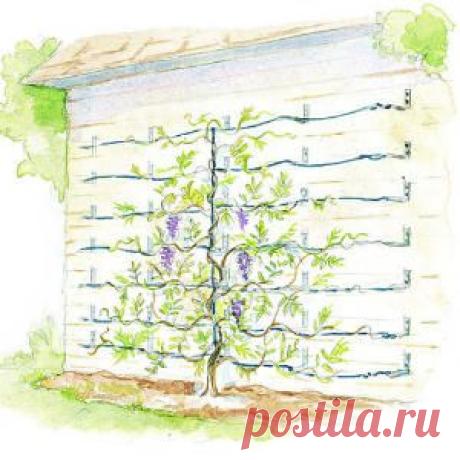 Supporting wisteria vines - Sunset