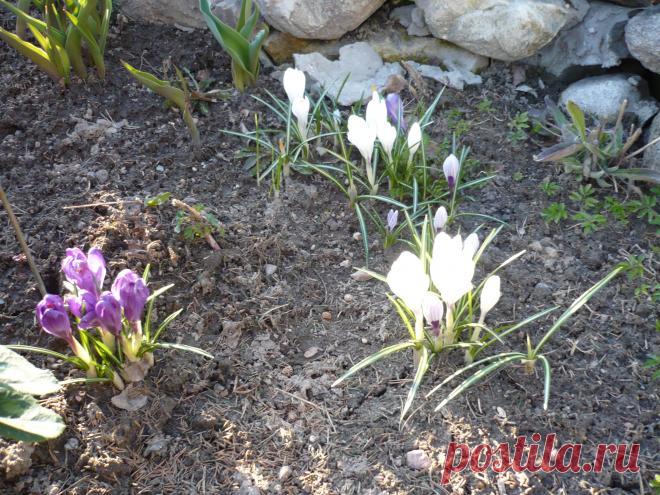 Самые первые цветы.