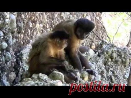 Капуцины чистят палочками нос и зубы | Все умницы