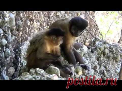 Капуцины чистят палочками нос и зубы | Все умницы