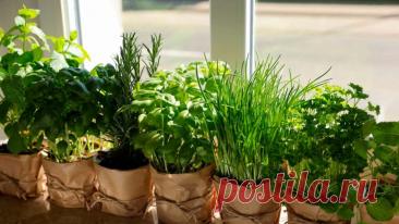 Как вырастить зелень на подоконнике зимой - Сад и огород