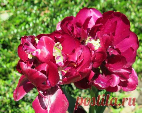 Я люблю ✿ ЦВЕТЫ ✿ | I ♥ Flowers