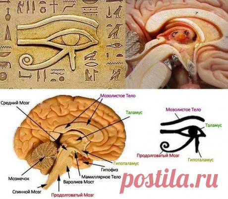 9 способов развития шишковидной железы (3-й глаз)