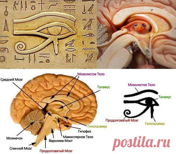 9 способов развития шишковидной железы (3-й глаз)