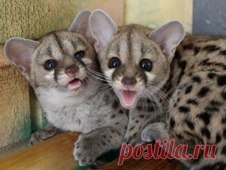 Генета: Раньше она заменяла людям кошек, но сейчас про неё все забыли. Перед вами почти 100% альтернатива коту! | Книга животных | Яндекс Дзен