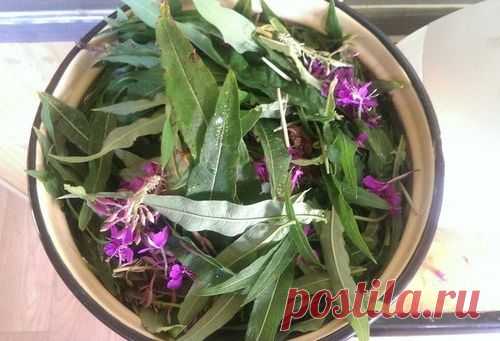 Пока не поздно, готовим "Иван Чай" Он же Кипрей