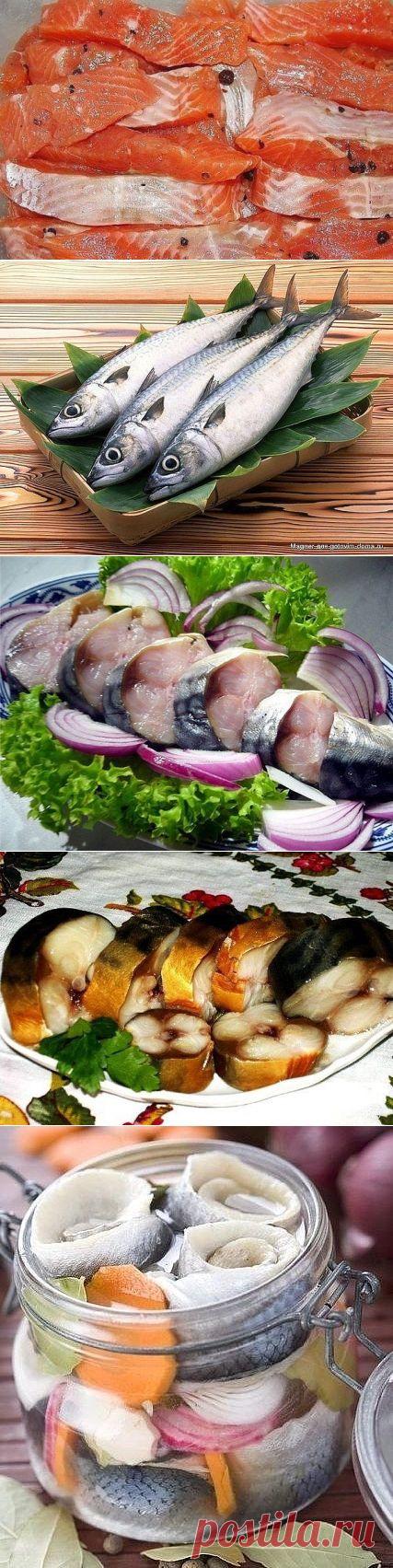 СКУМБРИЯ ЗА ТРИ МИНУТЫ! и др.