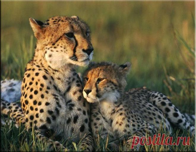 МАМИНА ЛЮБОВЬ