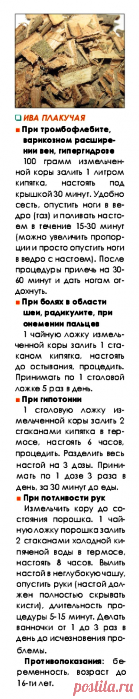 Ива плакучая