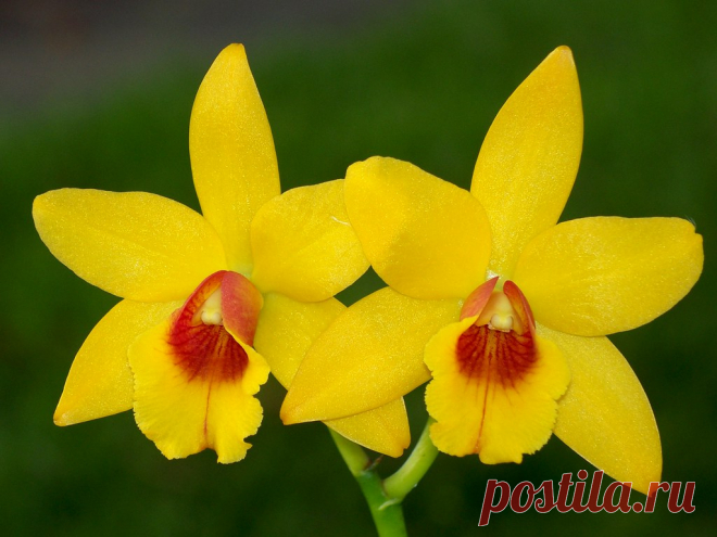 Star Bright Delight    -   Cattleya hybrid Blc Star Bright     Cattleya alliance hybrid