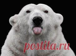 ВСЁ ЛУЧШЕЕ ИЗ YOU TUBE (16 плюс) – Людмила Костарева ( Кандыбина) добавила 2 фотографии в альбом ДИКИЙ ЖИВОТНЫЙ МИР.(!)ПРАВИЛА:На...