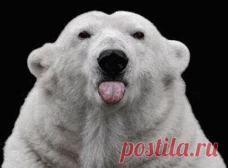 ВСЁ ЛУЧШЕЕ ИЗ YOU TUBE (16 плюс) – Людмила Костарева ( Кандыбина) добавила 2 фотографии в альбом ДИКИЙ ЖИВОТНЫЙ МИР.(!)ПРАВИЛА:На...