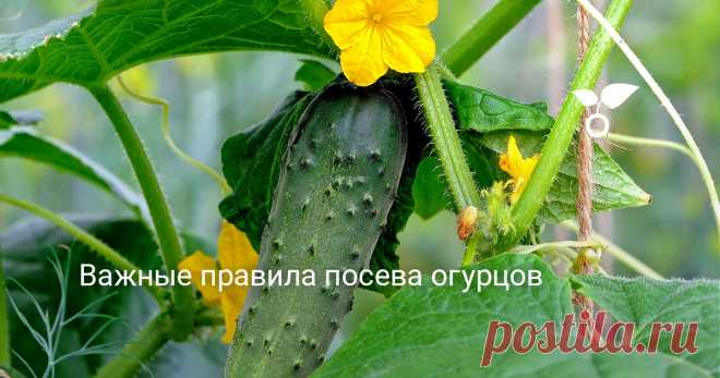 Важные правила посева огурцов Разные варианты агротехники предполагают разный подход к возделыванию популярной огородной культуры. Давайте же разберемся, какие именно есть тонкости.