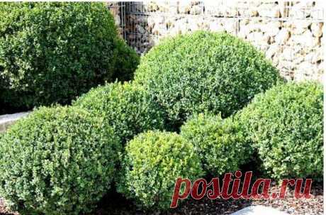 10 советов по уходу за самшитом