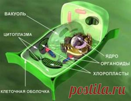 Клетка