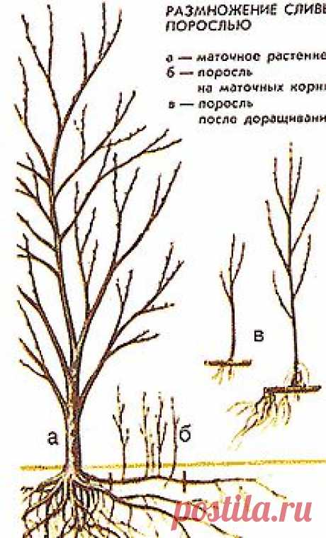 Все способы размножения сливы.