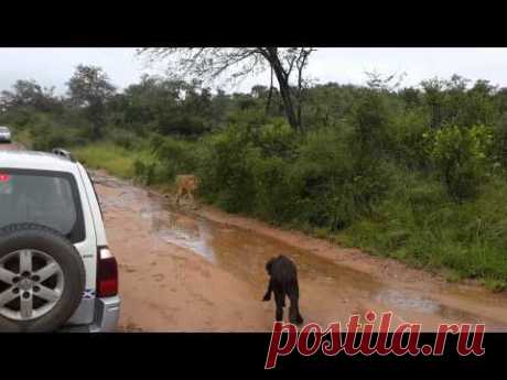 Baby buffalo gets way too close to a lion, but mom saves the day | 22 Words