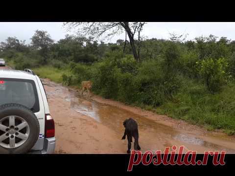 Baby buffalo gets way too close to a lion, but mom saves the day | 22 Words
