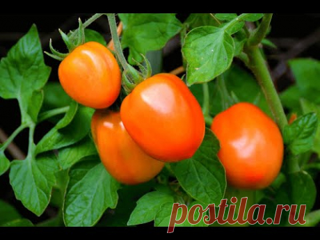Томаты. Как увеличить количество рассады? (Tomatoes. How to increase the number of seedlings?)