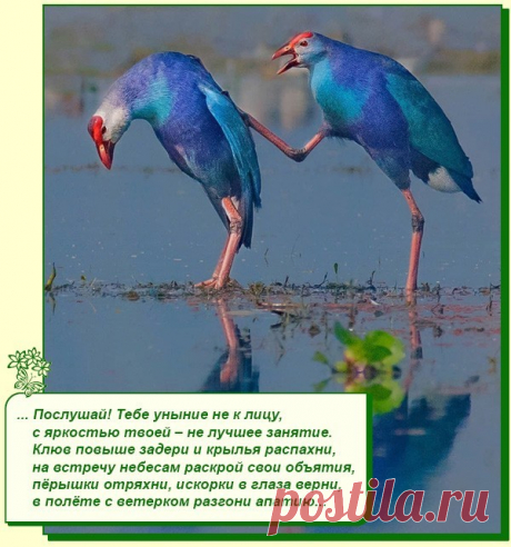 Хорошее настроение рядом