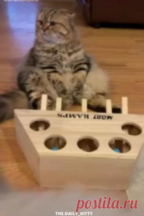 Follow us for more videos! We love Crazy cats and beautiful kitties! #cat #kitty #kittens #cute #baby