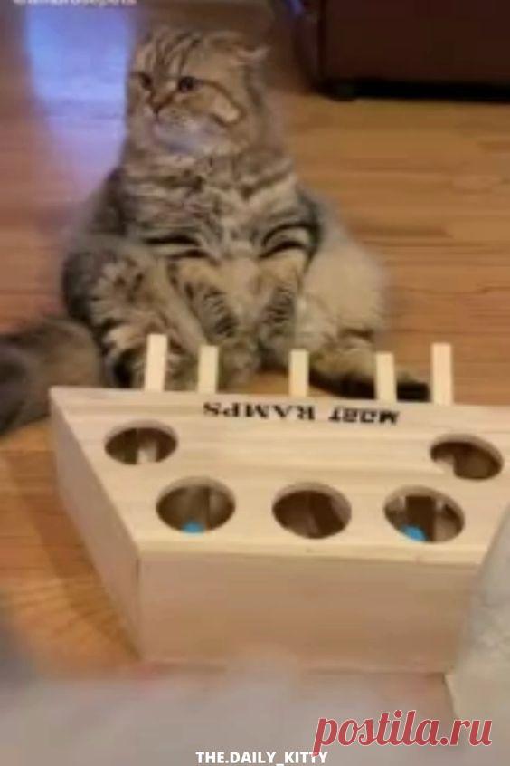 Follow us for more videos! We love Crazy cats and beautiful kitties! #cat #kitty #kittens #cute #baby