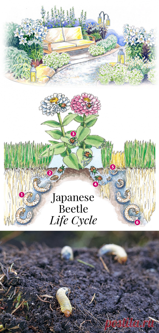 Your guide to Japanese beetles | Garden Gate Magazine