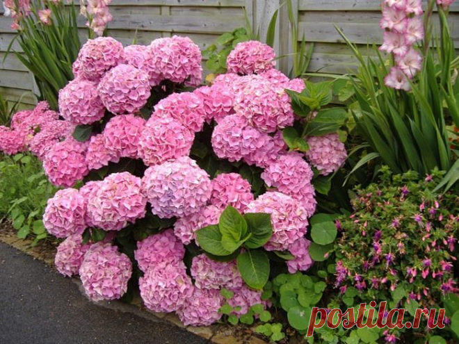 (97) Facebook
